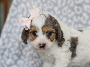 Photo of Sweetie