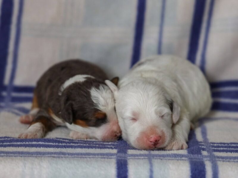 Chip-Snowy Mini Bernedoodle image