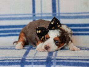 Photo of Scottie