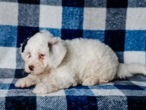 Photo of Silas