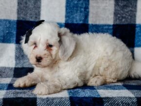 Photo of Silas