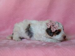Photo3 for Sombrina