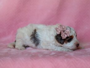 Photo of Sombrina