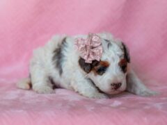 Photo4 for Sombrina