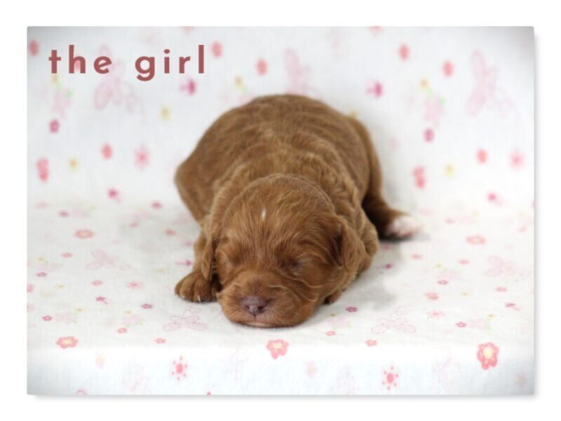 Radley-Tammy Mini Cavapoo image
