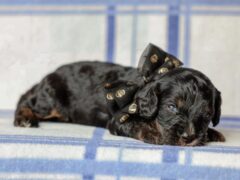 Photo1 for Tex