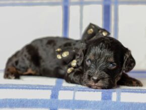 Photo of Tex