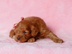 Photo of ToDaisy