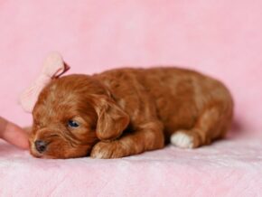 Photo of ToDaisy