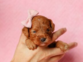 Photo of ToDaisy