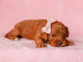 Photo of ToDaisy