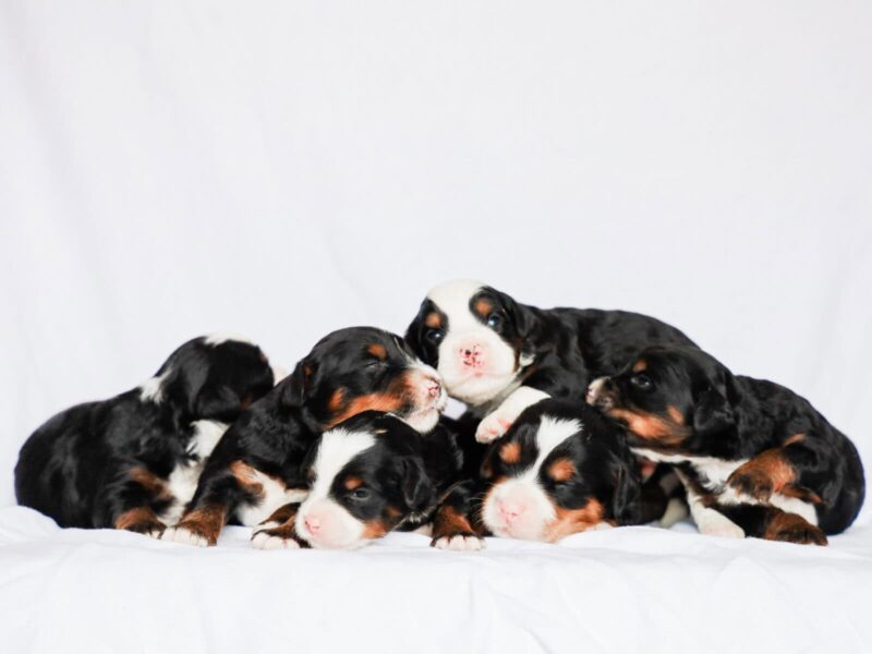 Chip-Qunita Mini Bernedoodle