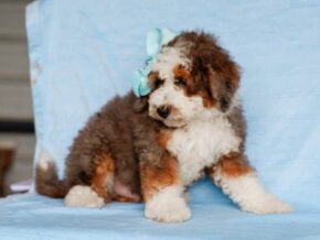 Photo of Scottie