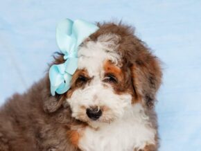 Photo of Scottie
