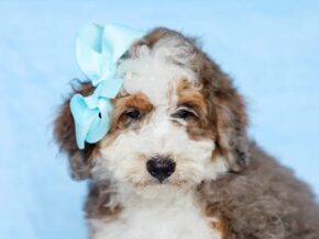 Photo of Scottie