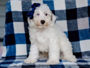Photo of Silas