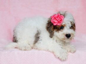 Photo of Sombrina