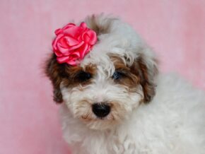 Photo of Sombrina