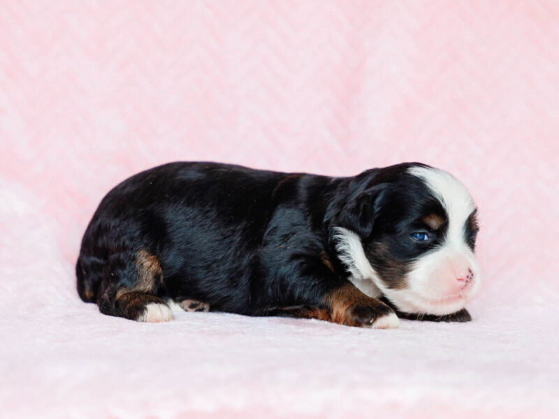 Chip-Qunita Mini Bernedoodle image