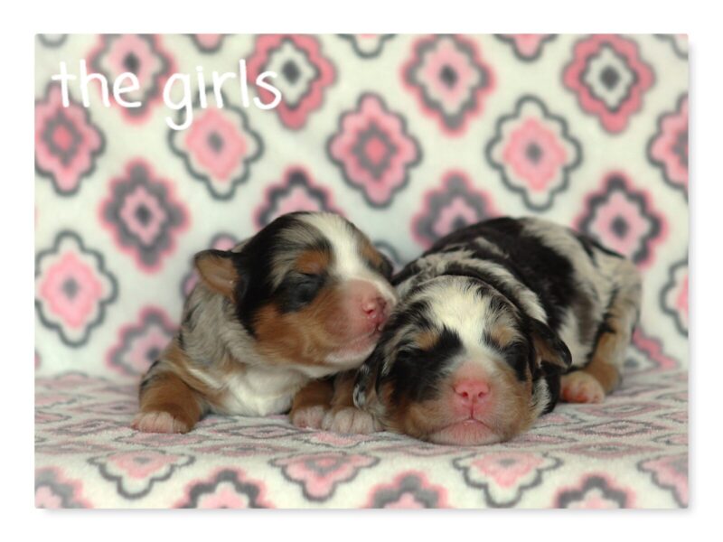 Chip-Queenie Mini Bernedoodle image
