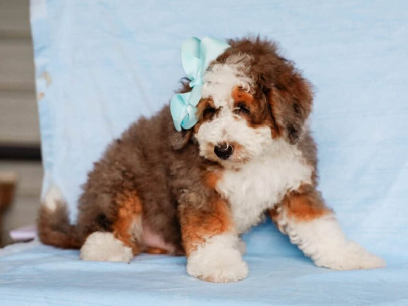 Scottie image