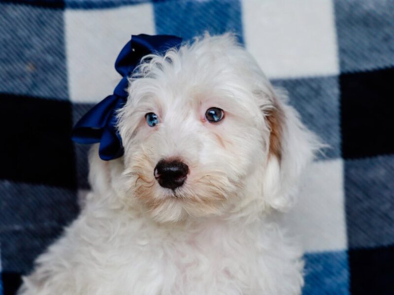 Silas, a gray & white Mini Bernedoodle puppy in Kentucky.