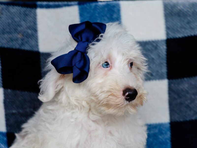 Silas, a gray & white Mini Bernedoodle puppy in Kentucky.