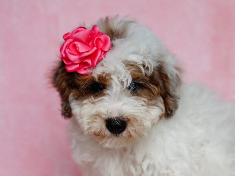 Sombrina, a tri-colored Mini Bernedoodle puppy in Kentucky.