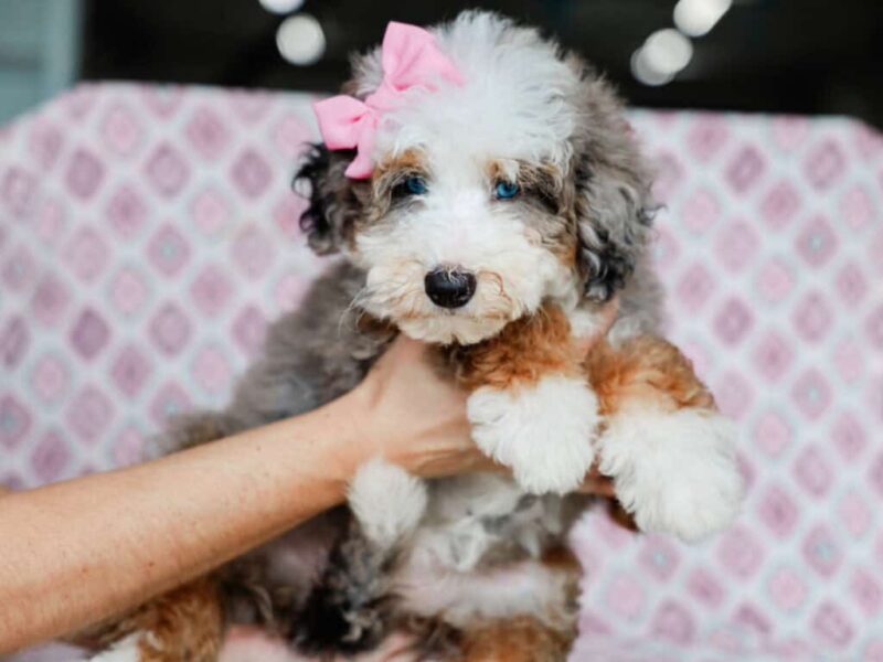 Sonya, a blue merle Mini Bernedoodle puppy in Kentucky.