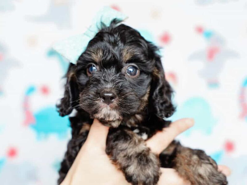 Tex, a black & tan Mini Cavapoo puppy in Kentucky.