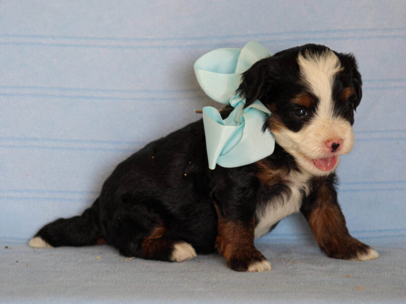 Abner, a tri-colored Mini Bernedoodle puppy in Kentucky.
