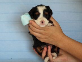 Abner at Thomas Ridge Kennels