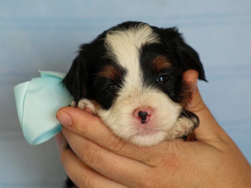 Abner, a tri-colored Mini Bernedoodle puppy in Kentucky.
