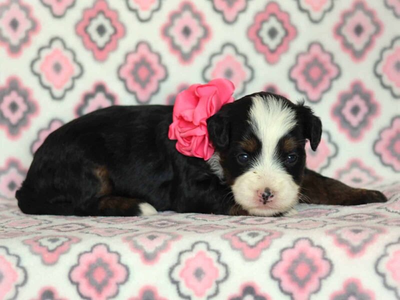 Allisa, a tri-colored Mini Bernedoodle puppy in Kentucky.