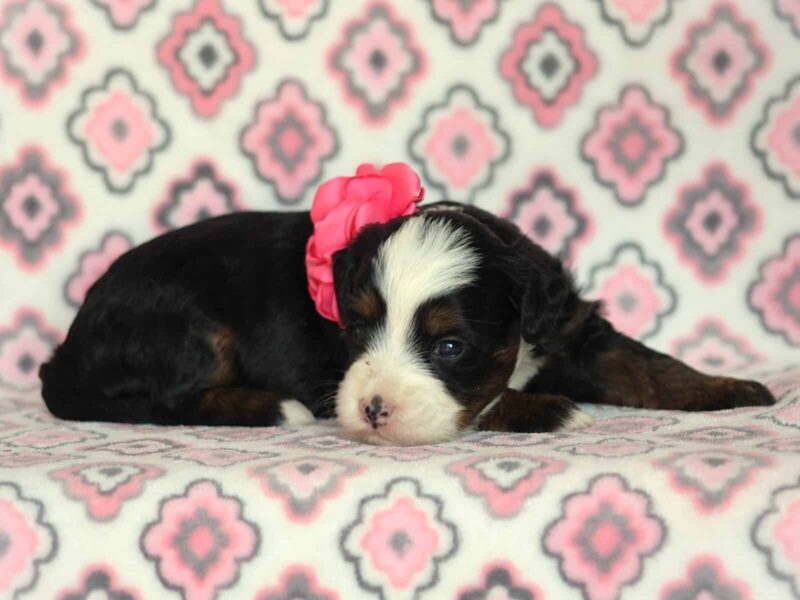 Allisa, a tri-colored Mini Bernedoodle puppy in Kentucky.