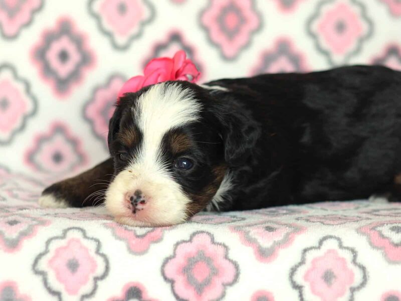 Allisa, a tri-colored Mini Bernedoodle puppy in Kentucky.