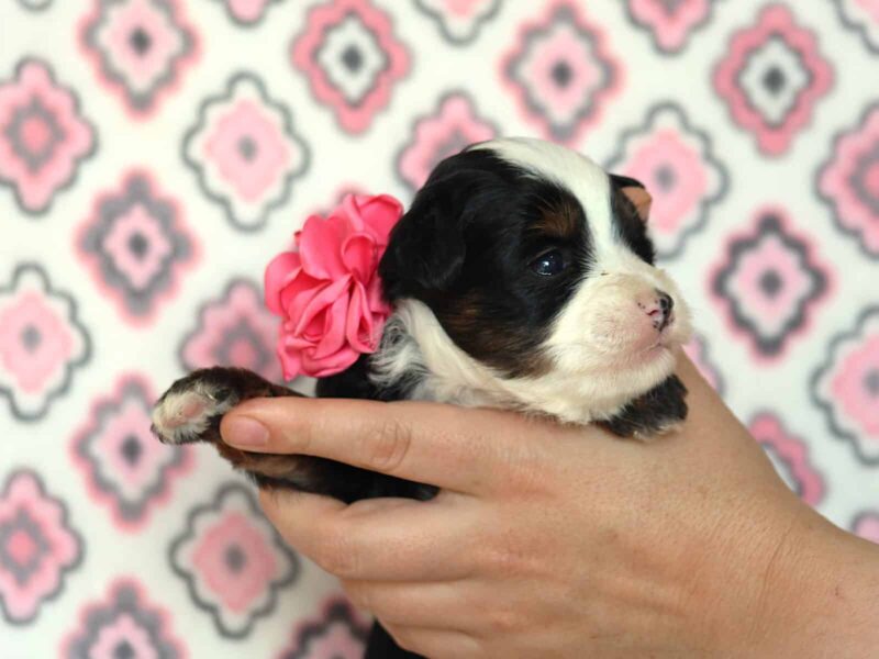 Allisa, a tri-colored Mini Bernedoodle puppy in Kentucky.
