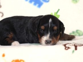 Alson at Thomas Ridge Kennels