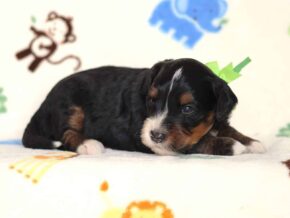 Alson at Thomas Ridge Kennels