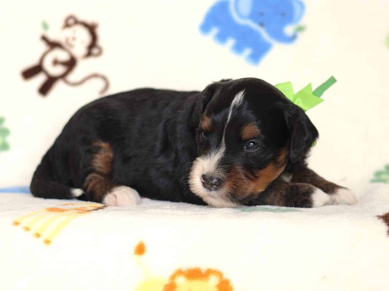 Alson, a tri-colored Mini Bernedoodle puppy in Kentucky.