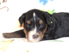 Alson at Thomas Ridge Kennels