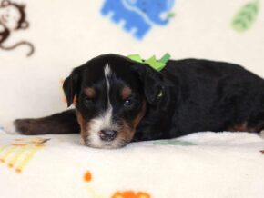 Alson at Thomas Ridge Kennels