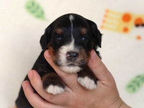 Alson at Thomas Ridge Kennels