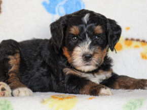 Alson at Thomas Ridge Kennels