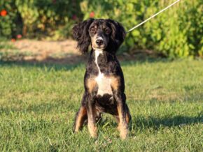 Alta at Thomas Ridge Kennels