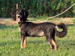 Alta at Thomas Ridge Kennels