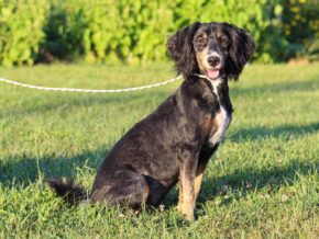 Alta at Thomas Ridge Kennels