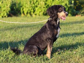 Alta at Thomas Ridge Kennels
