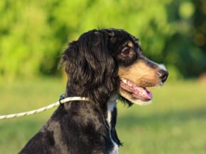 Alta at Thomas Ridge Kennels