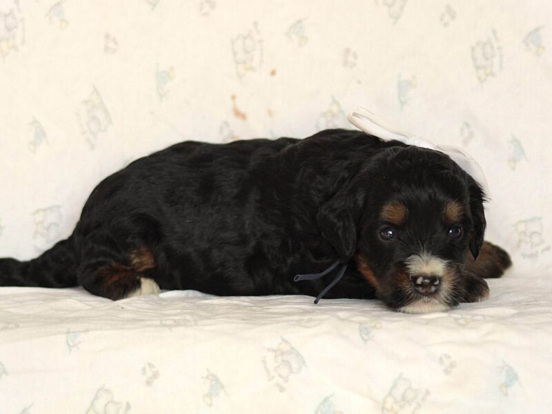 Andre, a tri-colored Mini Bernedoodle puppy in Kentucky.